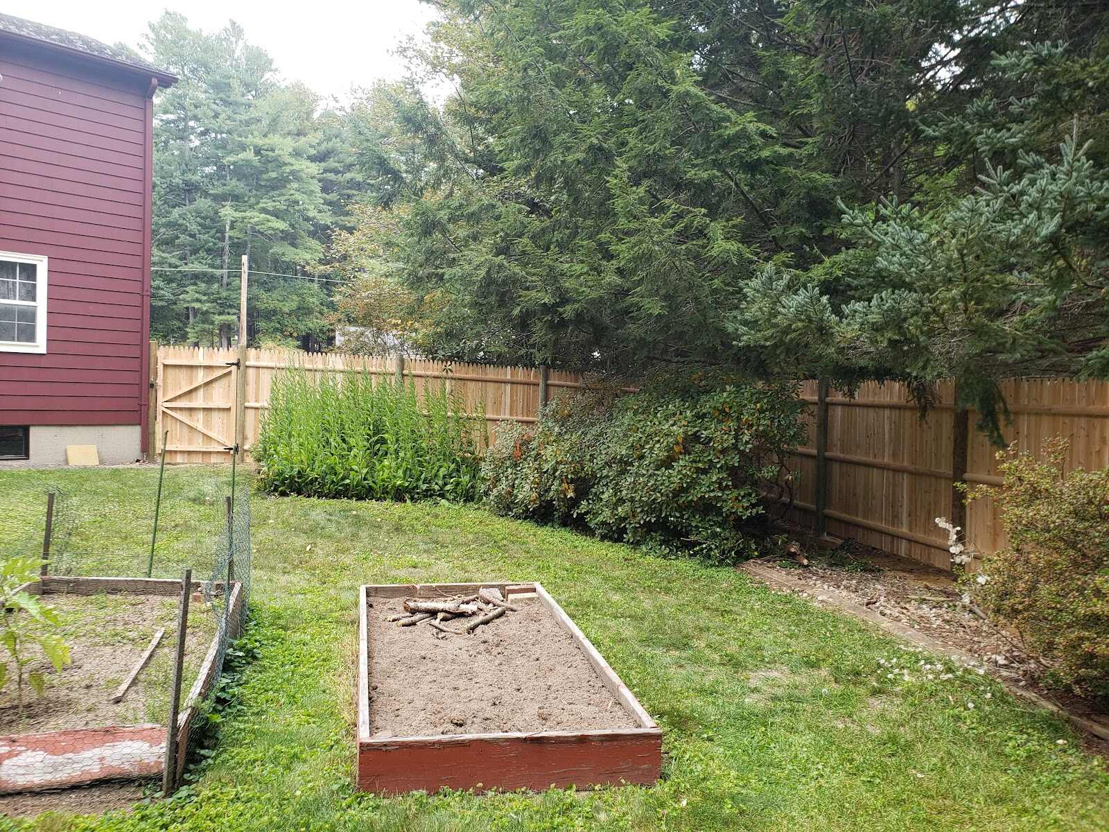 New natural-cedar stockade fence with a matching walk gate along the side of a maroon house, bordering a backyard with corn stalks, shrubs, and raised garden beds.
